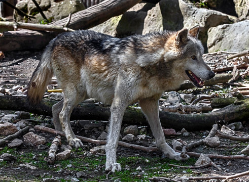 Timber wolf in its enclosure. Latin name - Canis lupus occidentalis