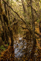 autumn in the forest