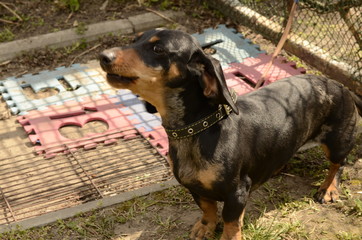 Portrait of a black beautiful dachshund dog on a leash.