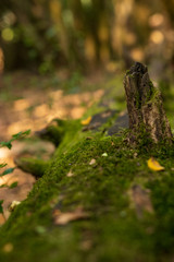 moss on stone