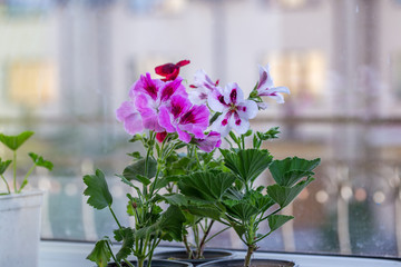 Multicolor pelargonium flowers close-up photo