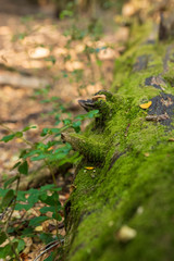 moss on a tree trunk