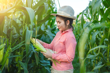 Corn planters Checking Diagnose corn disease And the sun is falling