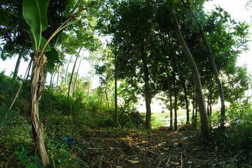 Wild trees on the shores of Lake Ranugrati. In Indonesia Pasuruan East Java