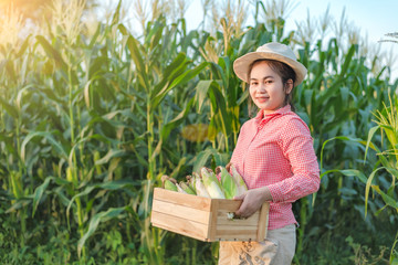 Obraz premium Corn planter holds a wooden crate that is full of corn pods with a smiling face.