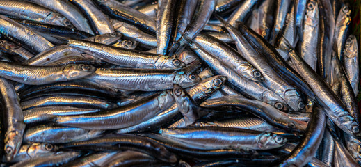 the fresh hamsi anchovy from seafood market