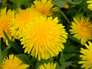 A close-up on common dandelion, taraxacum officinale yellow flower heads among green grass.