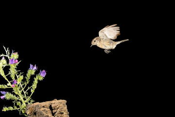 tarabilla hembra en vuelo en alta velocidad  (saxicola rubicola) Marbella Andalucía España 