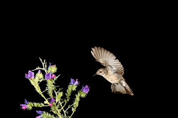 tarabilla en vuelo aterrizando alta velocidad  (saxicola rubicola) Marbella Andalucía España 
