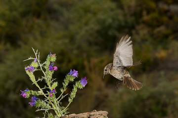 Fototapeta premium tarabilla hembra en vuelo en alta velocidad (saxicola rubicola) Marbella Andalucía España 