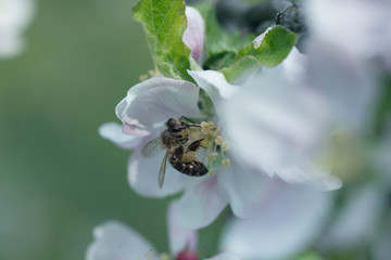 Honeybee collecting pollen at a pink flower blossom
