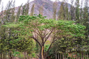 Beautiful view of landscape at Khao i bid or Khao e go at Khao Yoi District.