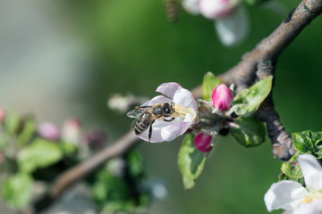 Honeybee collecting pollen at a pink flower blossom