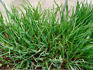 green onions in the garden in the greenhouse