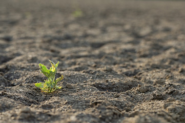 Dry And Cracked Soil With Small Green Plants