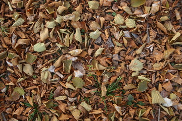 Background of colorful autumn leaves on forest floor . Abstract autumn leaves in autumn suitable as background . Autumn leaves on a meadow . Yellow leaves on the floor .
