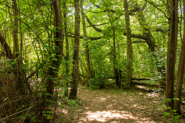 Maple tree leaves and root