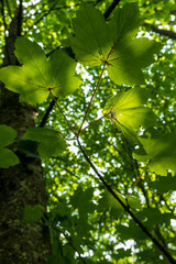 Maple tree leaves and root