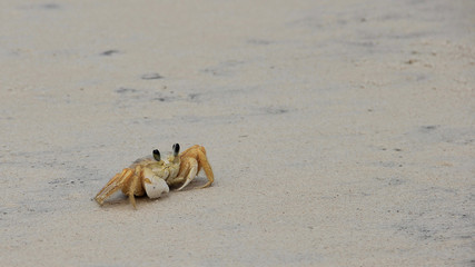 cangrejo en la playa