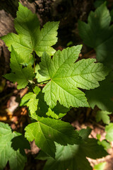 Maple tree leaves and root