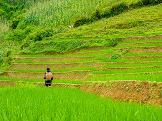 Lào Cai rice fields near Sapa (Chapa) in north mountains of Vietnam, Lào Cai, Vietnam