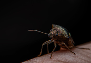 Close up shot of a small bug