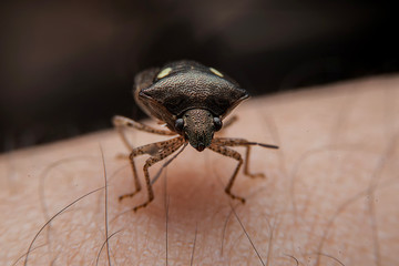 Close up shot of a small bug