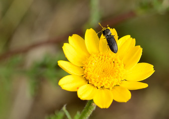 mosca en una flor amarilla con fondo verde  Marbella Andalucía España