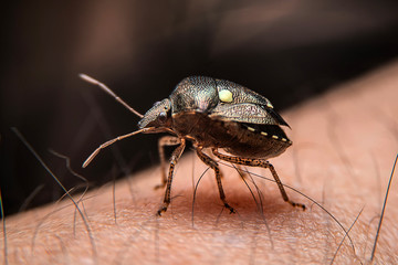Close up shot of a small bug