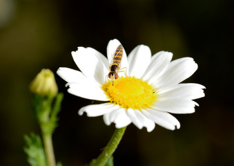 Obraz premium margarita con una avispa Marbella Andalucía España