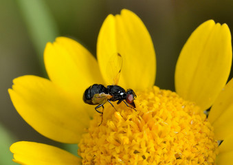mosca y polen en una flor amarilla  Marbella Andalucía España