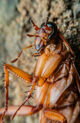 Close up shot of a cockroache lay dead on the floor