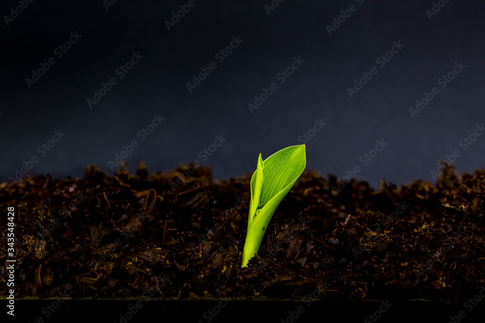 Wall mural Little plant growing on soil with sunlight