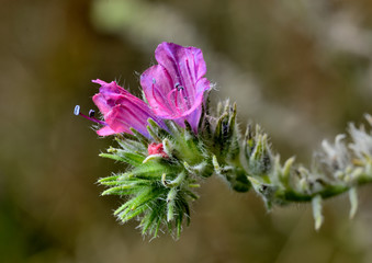 flor silvestre moradas con tallos verdes  Marbella Andalucía España