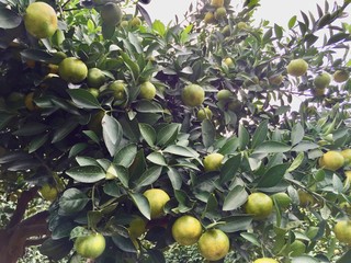 Green mandarin on the tree
