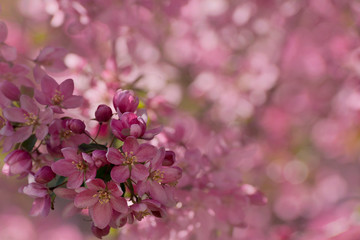 pink apple tree blossom