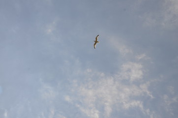
Against the background of a gray cloudy sky, a seagull bird flies.