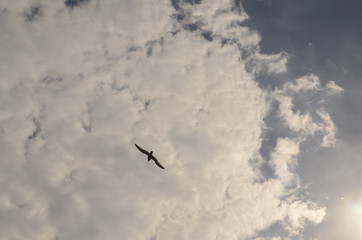 
Against the background of a gray cloudy sky, a seagull bird flies.