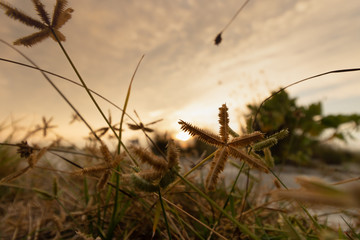 Obraz premium sunset in the grass