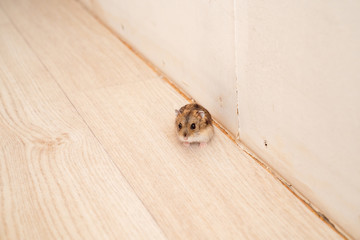 mice or hamsters run all over floor in house.