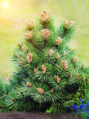 Fototapeta premium Garden decorative pine grows in the garden. Cultural decorative plants, landscape design concept.