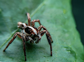 A close up of a small spider