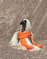 Dog Afghan Hound portrait in an orange scarf against sand