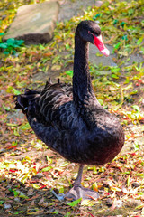 Fototapeta premium duck on the river