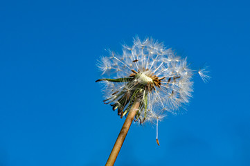 Fototapeta premium Partially dispersed dandelion clock seed head