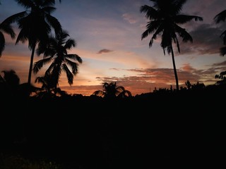 Naklejka premium Golden sunset surrounded by coconut trees 