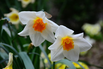 Naklejka na ściany i meble Beautiful and tender daffodils bloomed in early spring. Beauty for the eyes.
