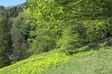 Schöner Waldrand im Frühling