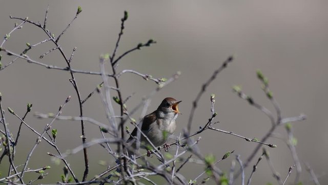 Singing nightingale. Singing bird in spring. Luscinia megarhynchos in the environment