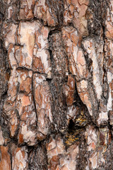 Close-up texture of pine bark and resin on the tree bark. Old wood texture with natural pattern
